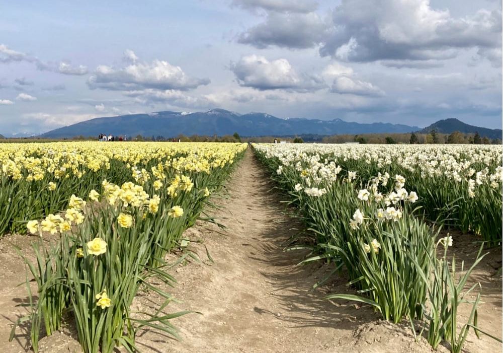 rows and rows of daffodils, author’s photo