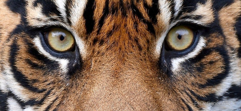 Sustained Argument. In the Eyes of a Tiger | by Hilary Lin | Medium