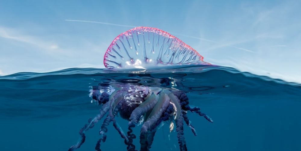Jellyfish Sting? Don’t Panic — Do This Instead