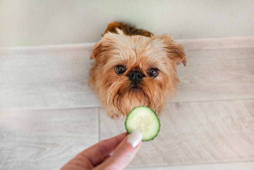 Can Dogs Eat Cucumbers? The Upper Pawside Medium