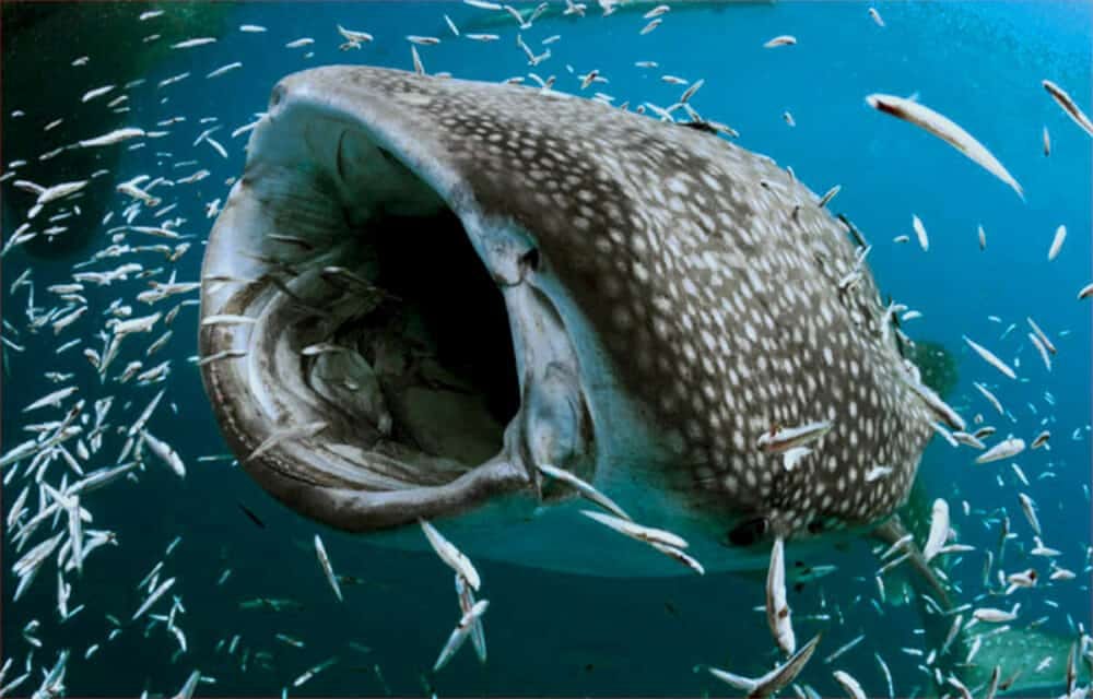 Tiburón ballena en su hábitat