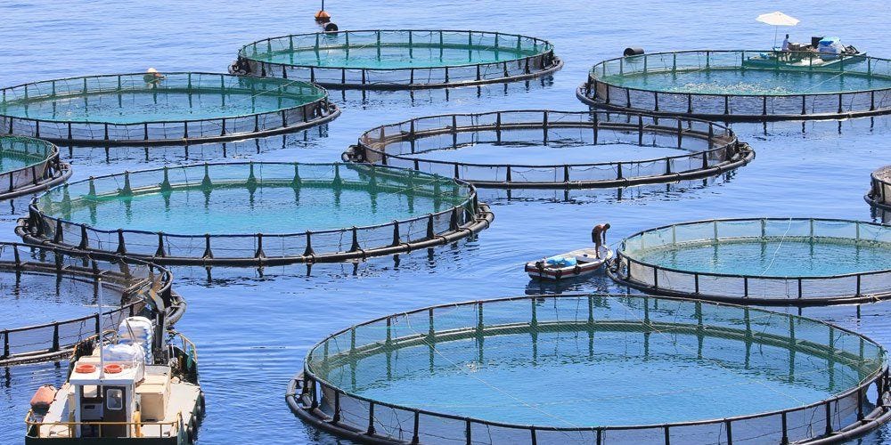 Fishing Net and Aquaculture Cage Market: Investing in Aquaculture  Infrastructure, by Pearlsmith