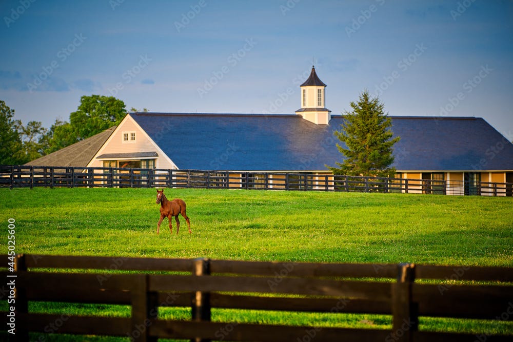 Planning the Ideal Equestrian Barn for Your Horses by Lincoln