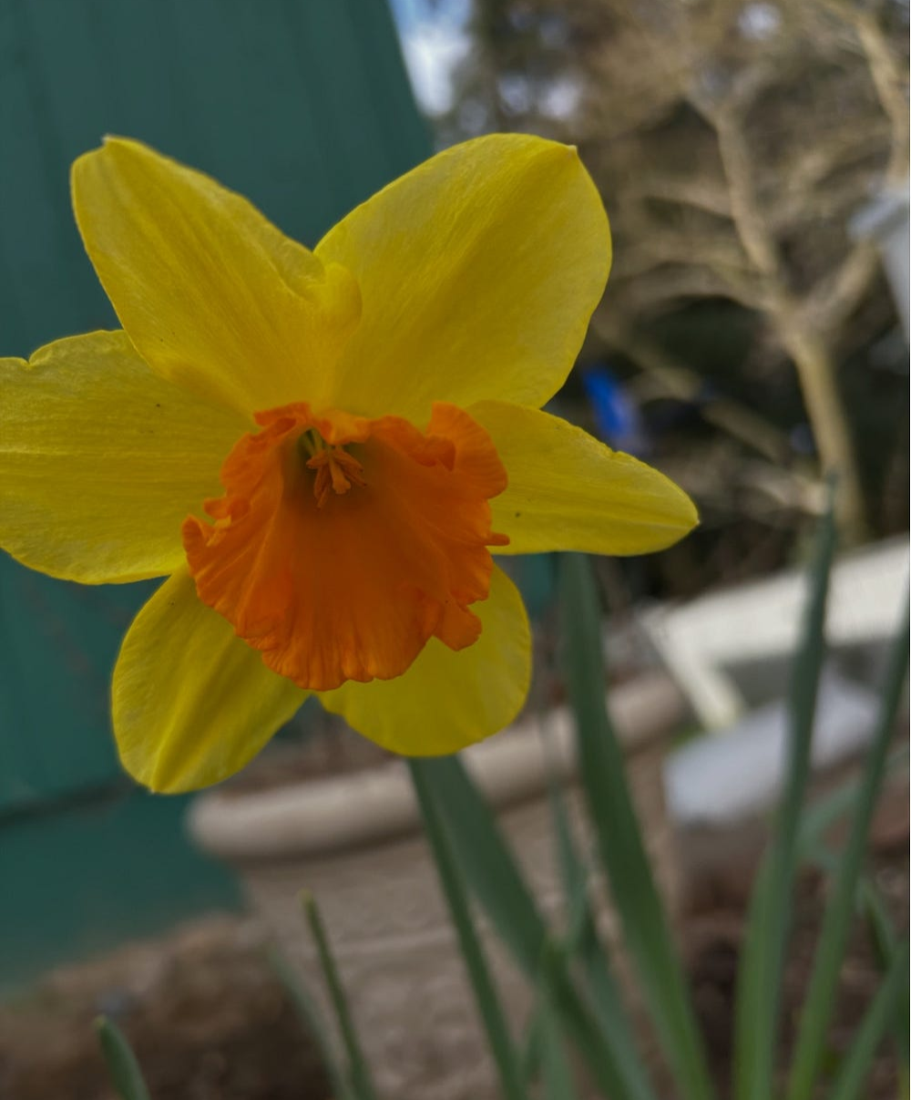 yellow and orange in our garden, my husband’s favorite, author’s photo