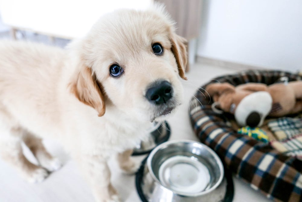 how long does it take for puppy to settle in new home