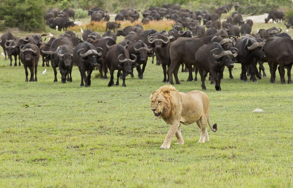 Best Time To Visit Serengeti National Park | By Explore 2 Africa | Jul ...