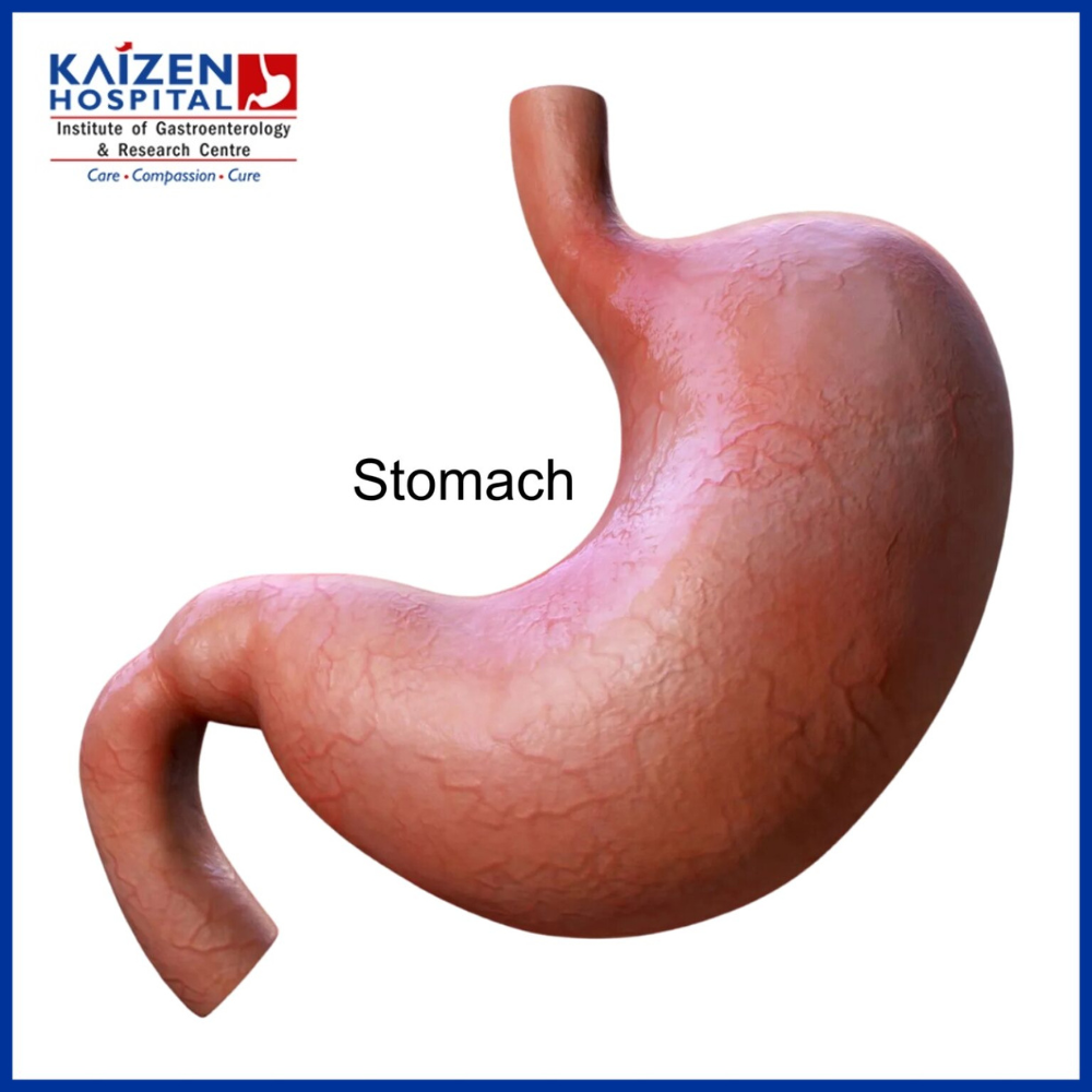 What Are The Most Common Stomach Diseases Diseases Of The Stomach Include A Variety Of Ailments 0499