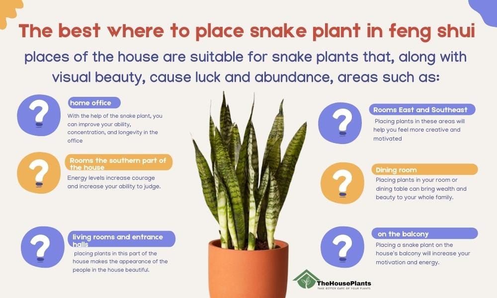 Where To Place Snake Plant In Feng Shui By Thehplants Medium
