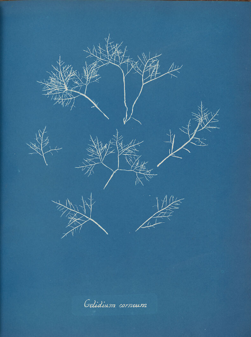 Brilliance in Blue - What are Cyanotypes?