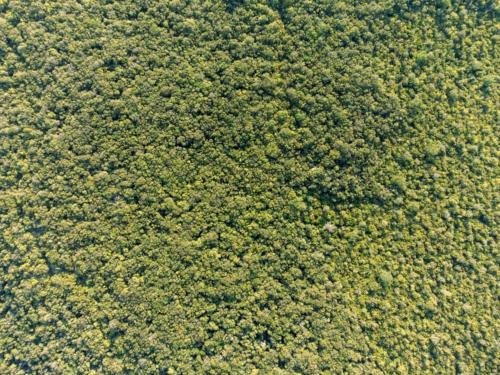 The canopy of a forest in Tuscany, Italy. (Photo by Christian Dübendorfer on Unsplash)