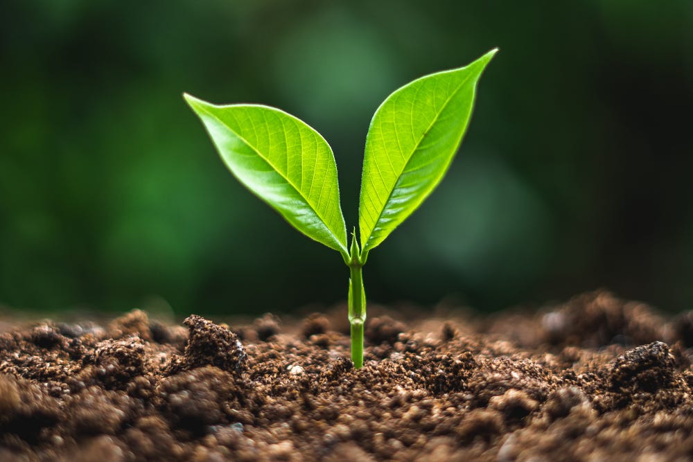 Time To Grow. Written by Xavier “Piff Magz” Prue on… by Life Thru My