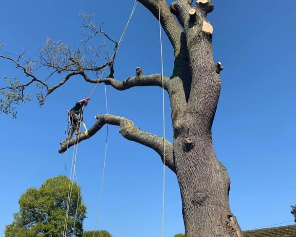 London’s Tree Cutting Experts Finding the Right Service for Your Needs