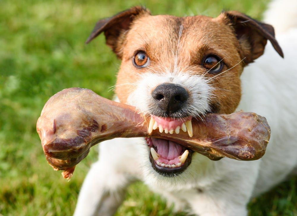 Preventing Possessive Aggression in Dogs by McCann Dog Training Medium