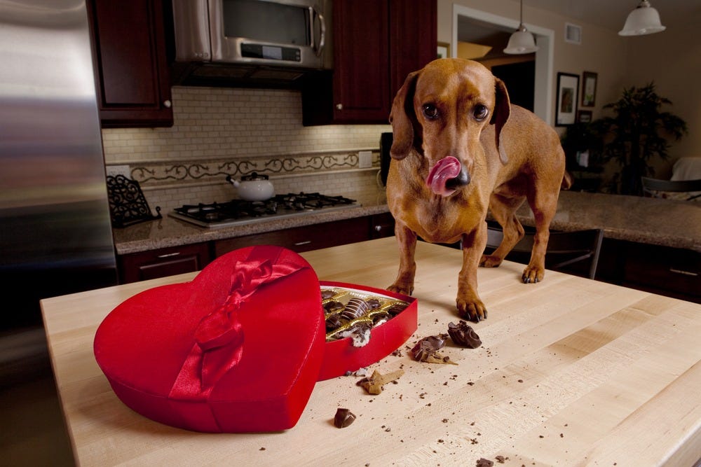 Picture of 10 Symptoms of Dog eating Dark Chocolate | by Tales Journey | Feb, 2024 ...