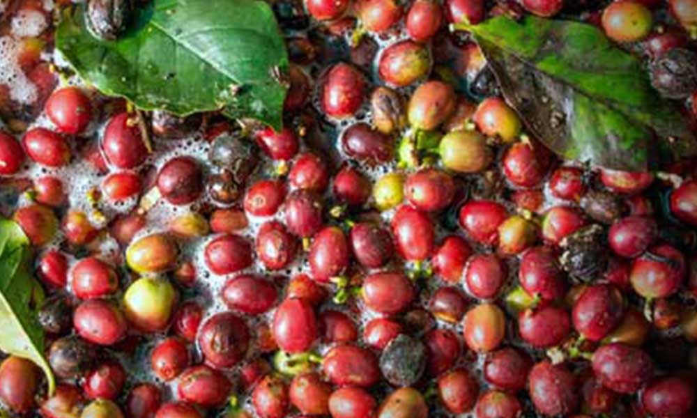 Your Destination to Buy Coffee Beans in Melbourne by Gigante Coffee