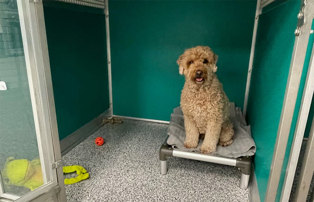 Dog Boarding in Frisco — Why You Need it? by Pawoasispetresort Medium