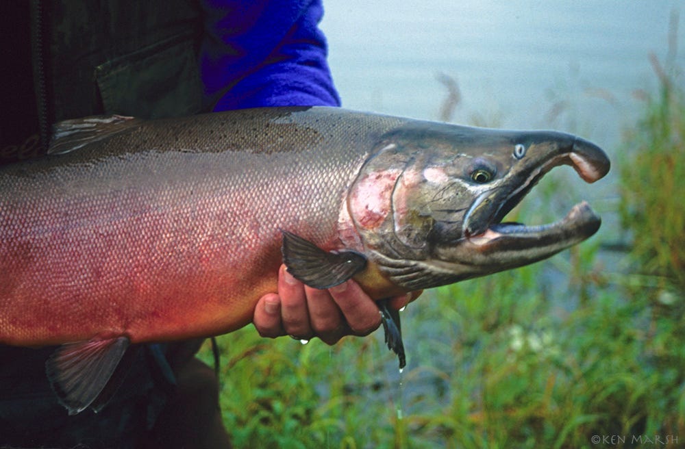 What the Coho Said. Coaxing Alaska silver salmon to strike…, by Ken Marsh