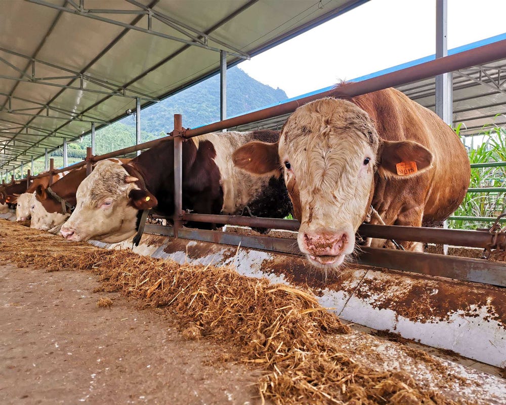 The Correct Feeding Method And Amount Of 6 Kinds Of Cattle Feed by