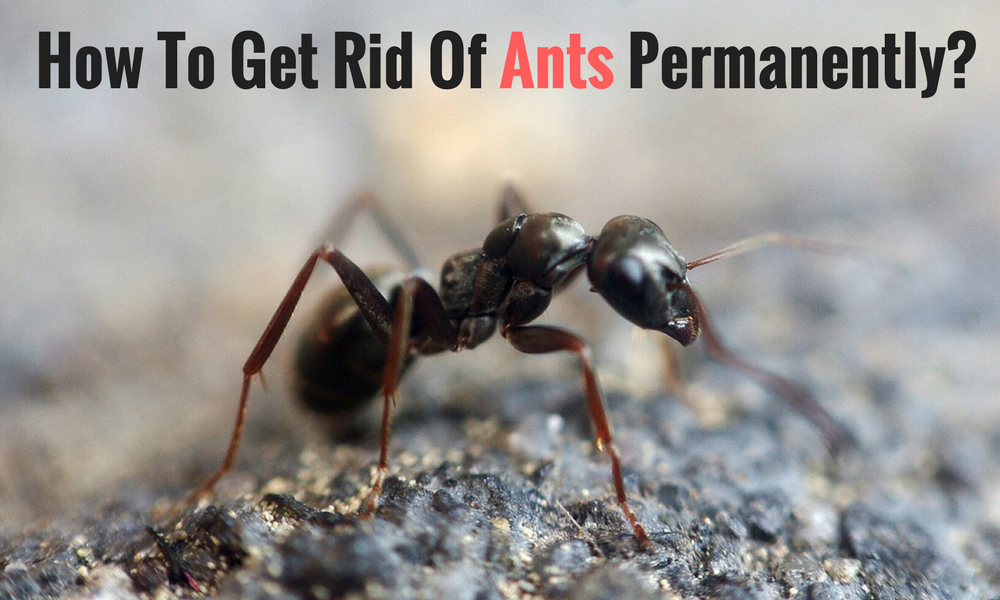 How to get rid 2024 of ants permanently