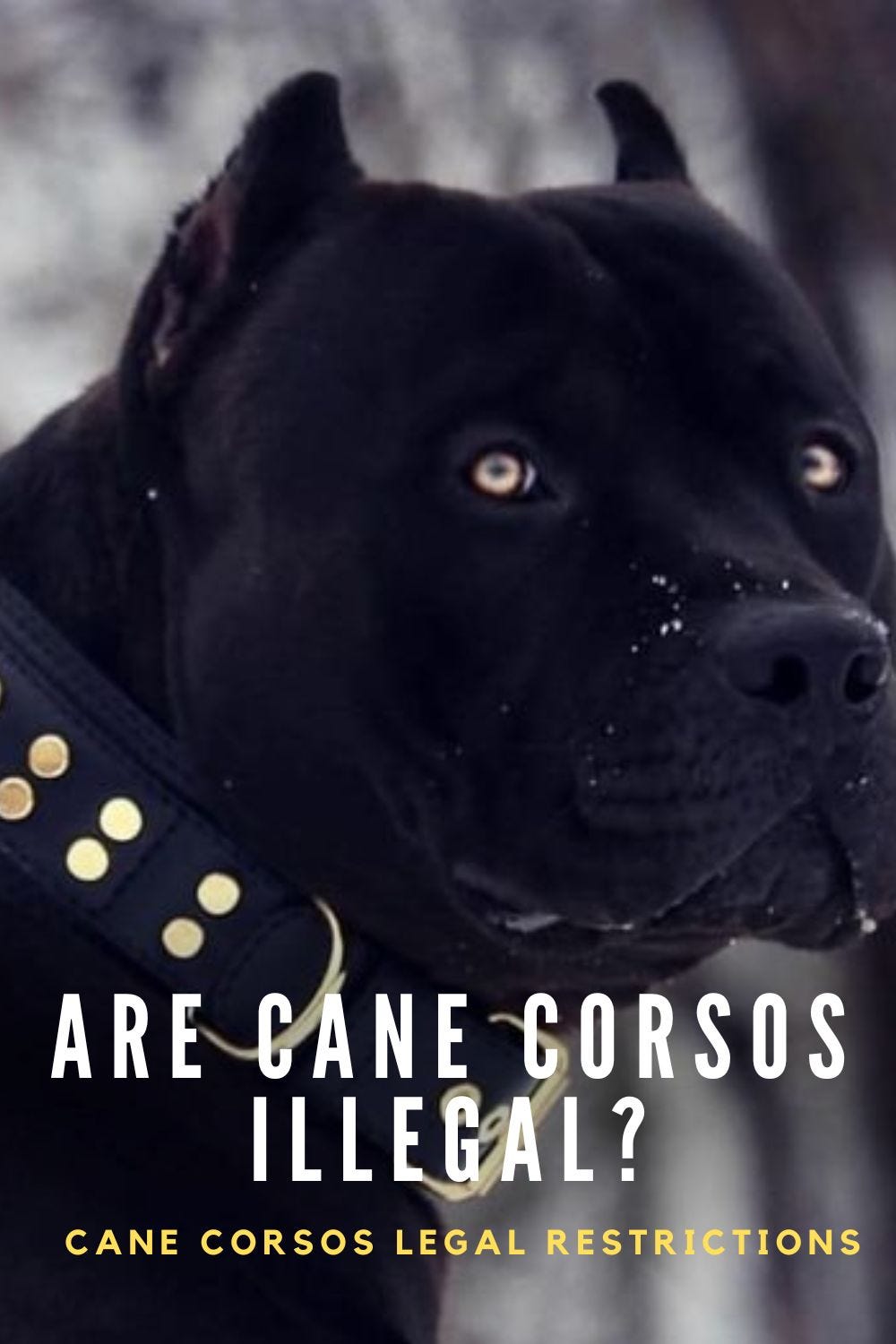 Are Cane Corsos Illegal?. Cane Corsos, with their imposing… by Pups