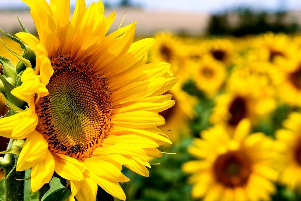 Seminte de Floarea Soarelui — ITCseeds