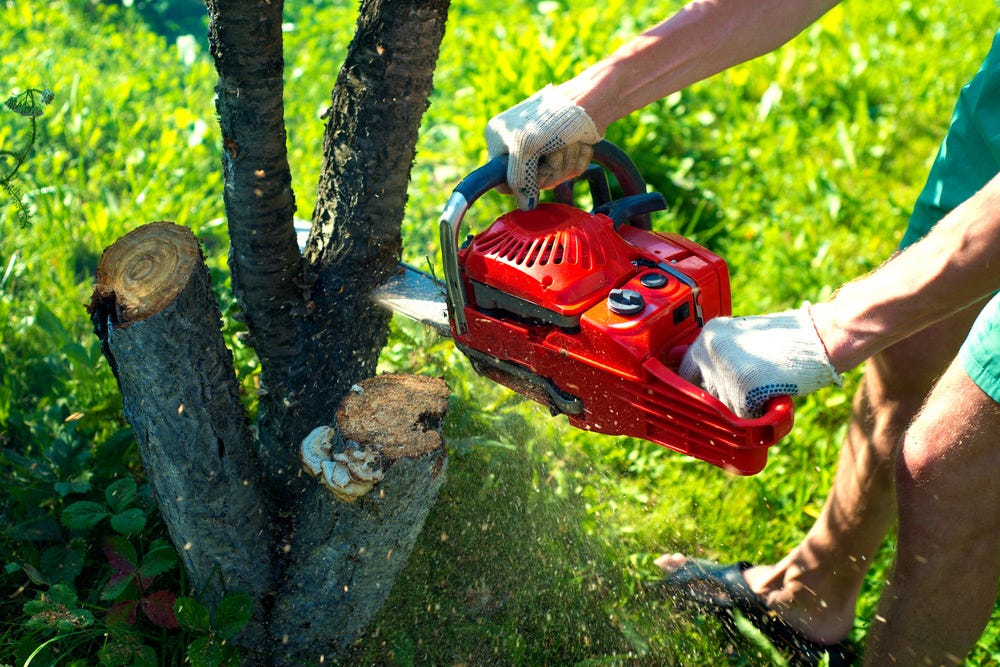 Tree Trimming Costs & Prices Guide hoover horticulture Medium