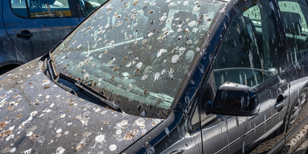 How to Remove Tree Sap from Car? A Step-by-Step Guide