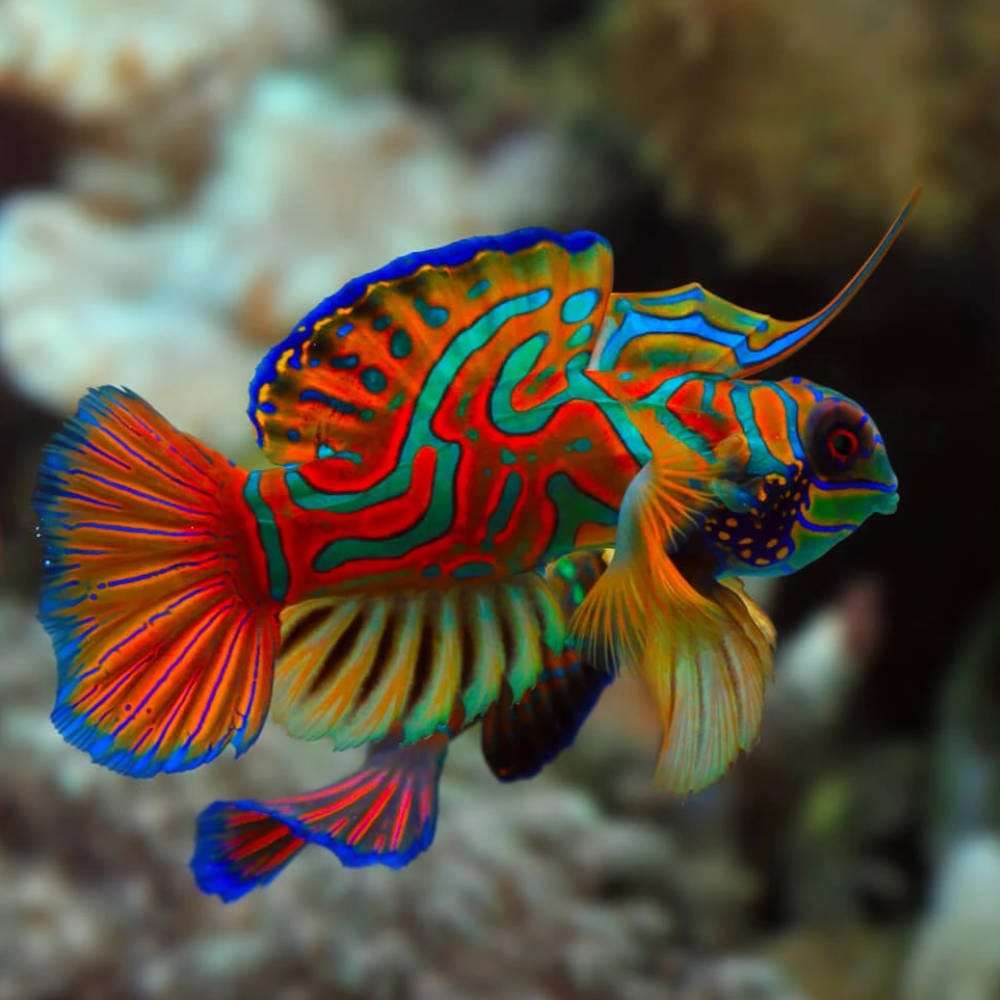 Mandarinfish: Il Pesce dai Colori Più Belli del Mondo