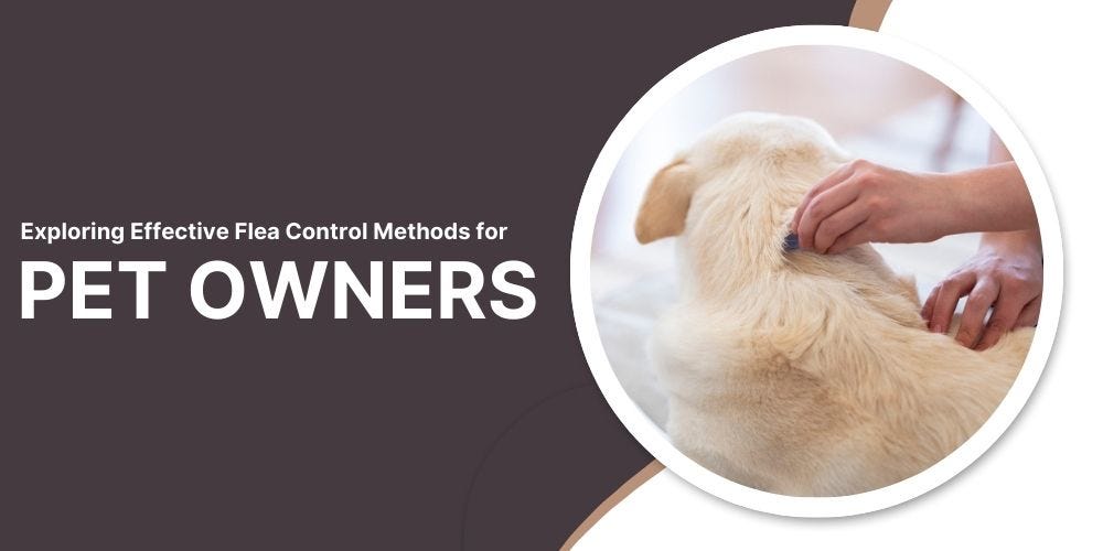 Exploring Effective Flea Control Methods for Pet Owners by Clint Hero