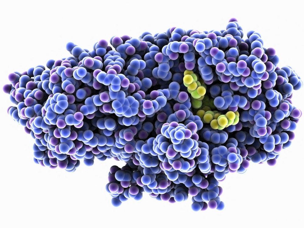 What Exactly do Enzymes Do? And How They Function by Anjaliapawar