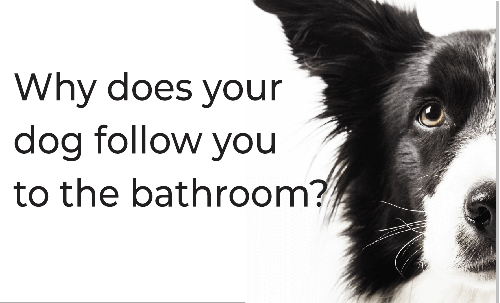 Why does your dog follow you to the bathroom? Lets Uncover Medium