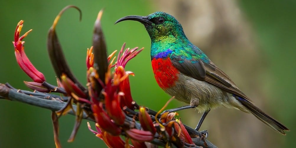 Discovering rare and colorful bird species.