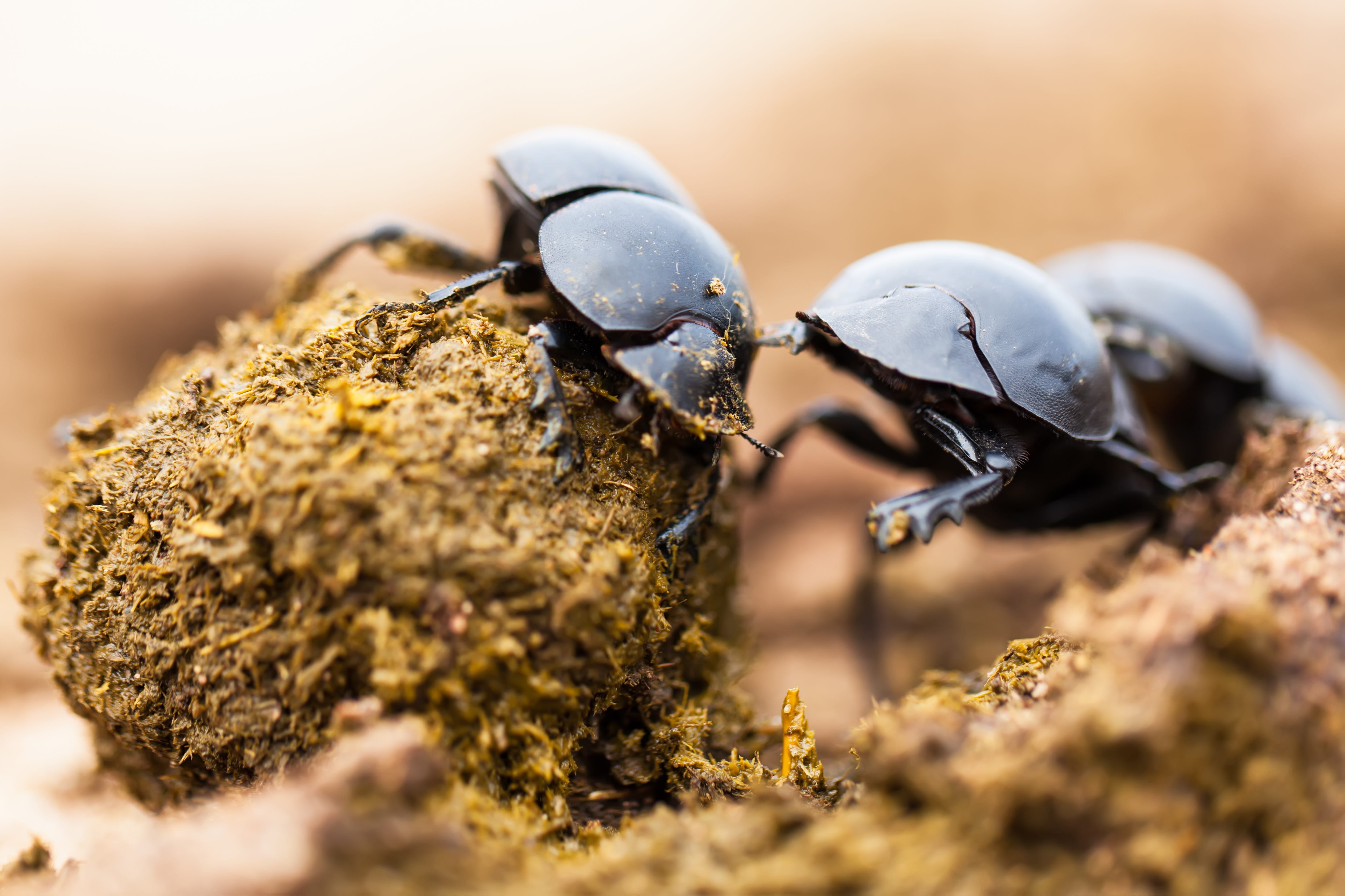 Fascinating Facts: Dung Beetles. If you've been on safari in Africa | by  Wild Ark | WildArk Journal | Medium
