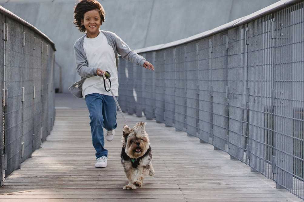 How To Keep My Dog From Running Away