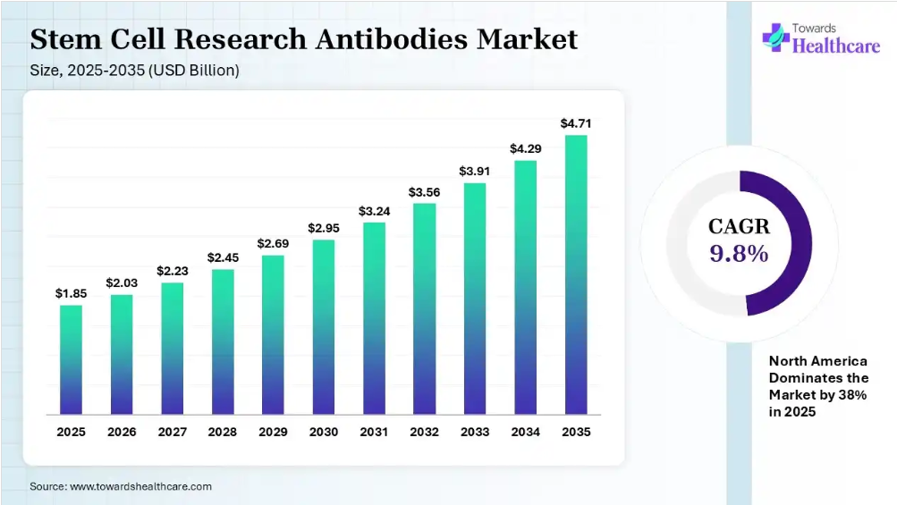 Stem Cell Research Antibodies Market to Reach $4.71
