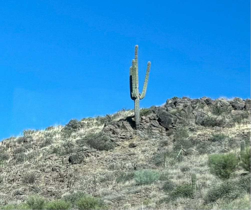 As we drove North from Scottsdale, allegedly the last cactus!!