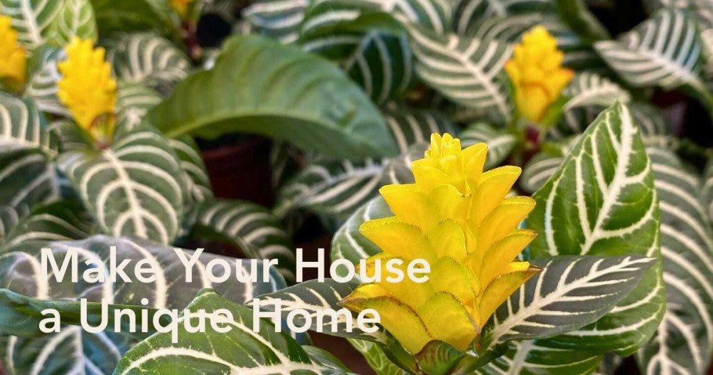 Aphelandra Squarrosa Zebra Plant Guide