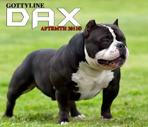 dax louis v bully