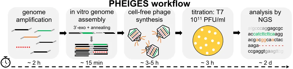 This is a flow chart of the PHEIGES process to create genetically engineered phages. Photo credit