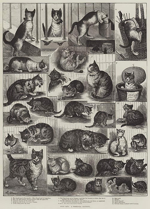 Cats Christmas Catastrophe by Louis Wain Art Print for Sale by