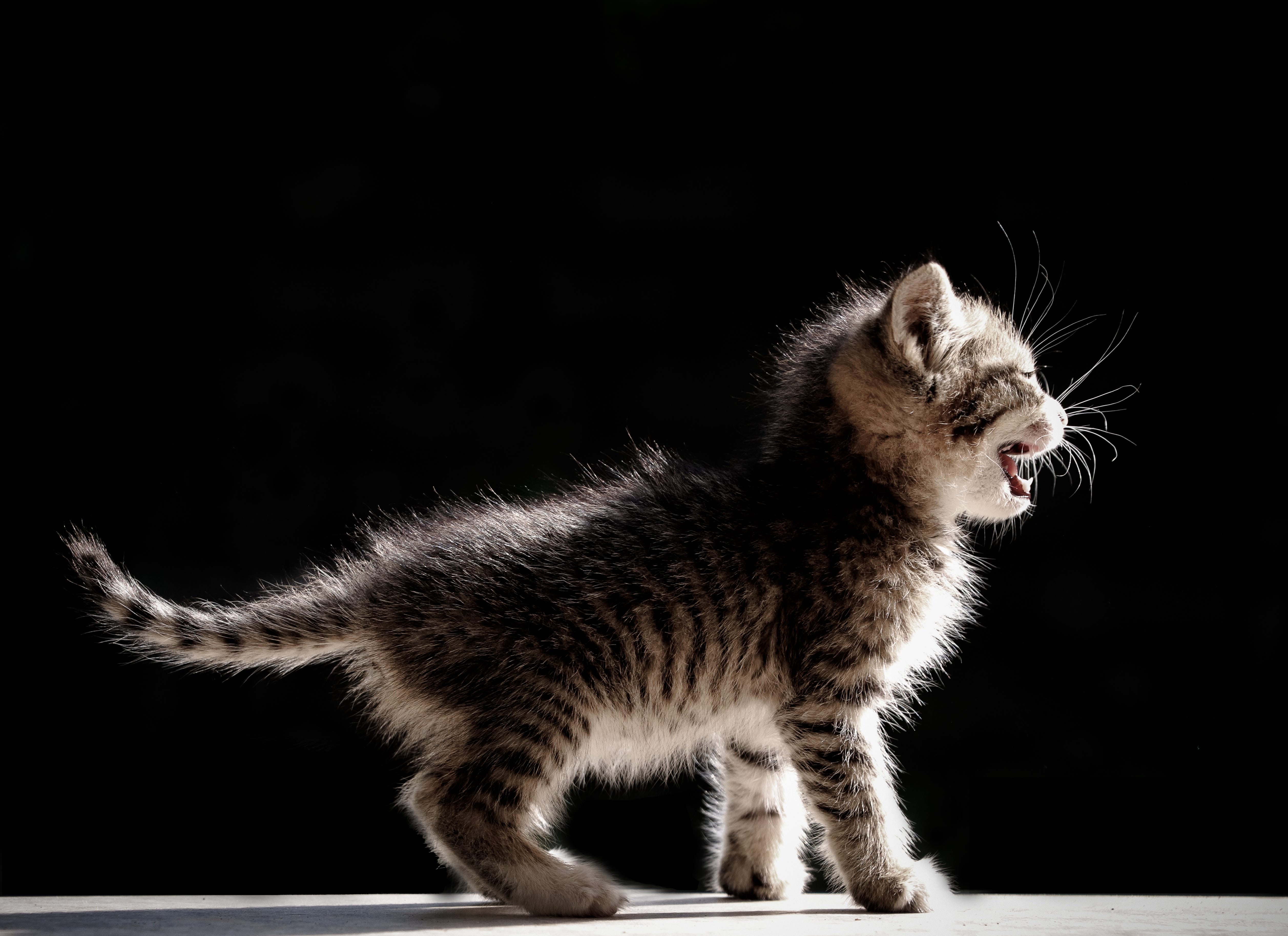 Кошки пищат звуки. Котенок мяукает. Звук котят. Кот громко. Кошка мяучит.