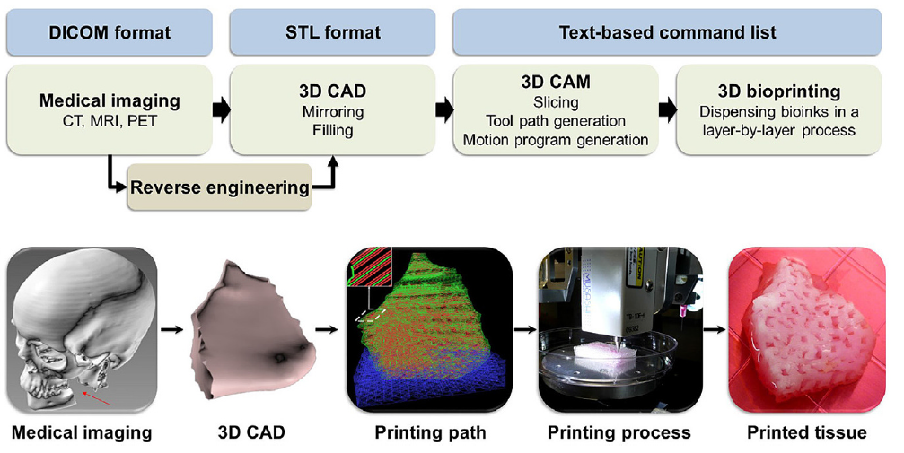 3D Bioprinting in Biomedical Applications by gamze🌱 Medium