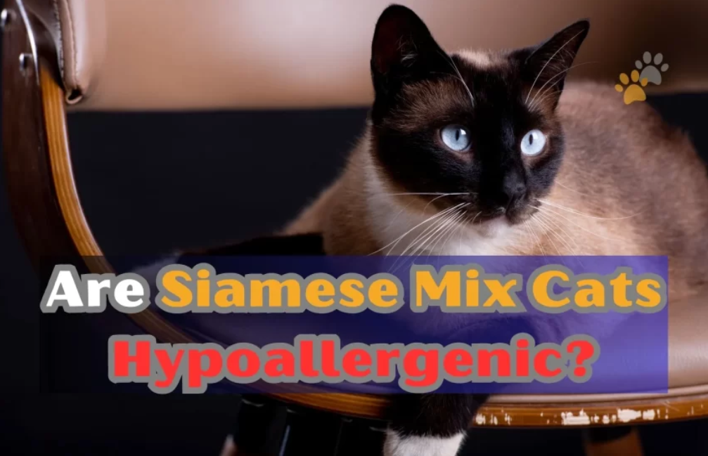 5 Tips and Tricks for Siamese Cat Training by Seoexpertbd Jun, 2023