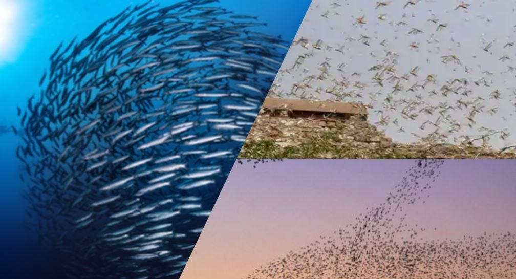 Simulating Flocking Behavior In Virtual Agents by Zhijing Eu Nerd