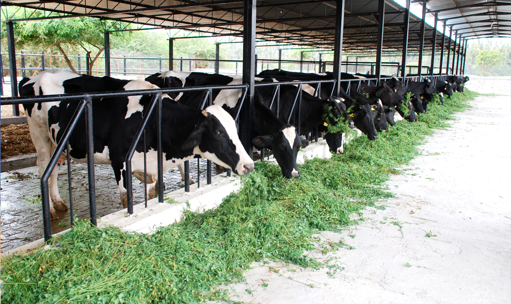 How to maximise dairy farm profits in warm countries - Dairy Global