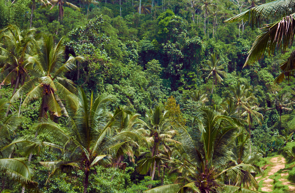 Field Notes from Indonesia — Year End Reflections Part 2: