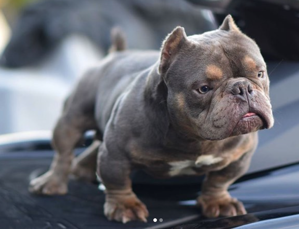 American Bully Small sizes  Bully breeds dogs, Bully dog, American bully