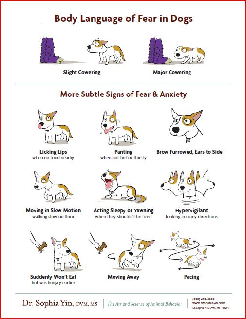 Dog Behaviour Signs: Decode Your Pet's Emotions