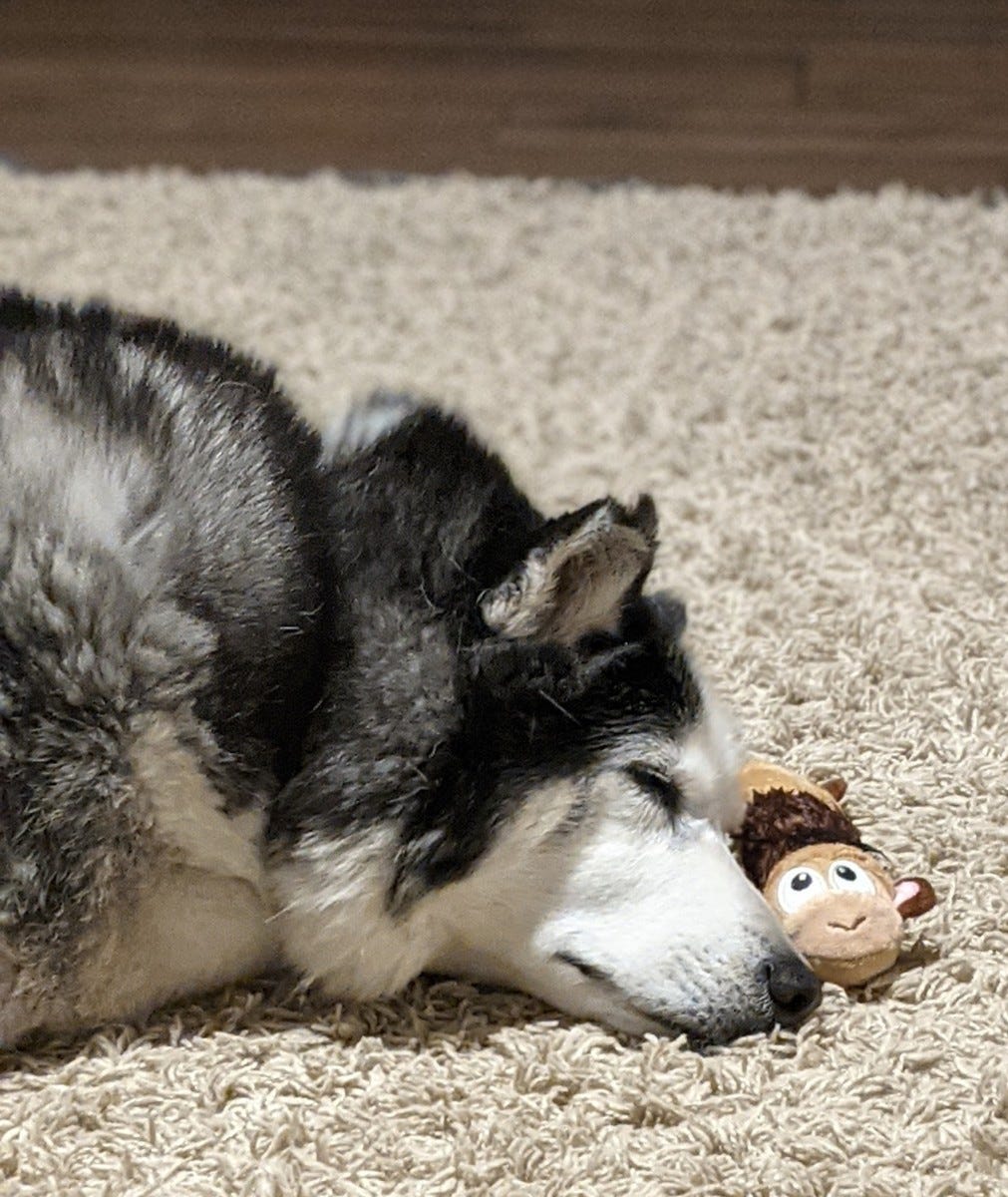 Taking a nap. Image by Author.