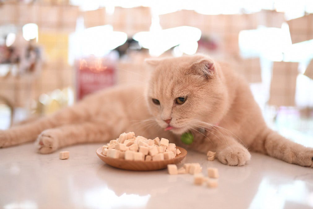 Did You Know There Are Two Different Types of FreezeDried? by Greedy Cat Trendy Cat Food